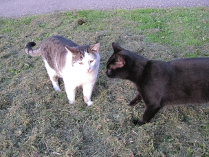 Katzen