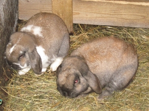 Kaninchen